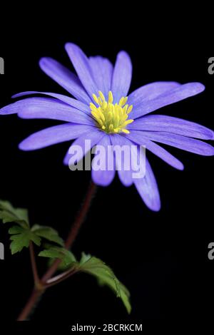 Violettblaue Blume auf schwarzem Grund. Anemon-Panda, Winter-Windblume, in hochauflösender Nahaufnahme Makrofotografie. Stockfoto