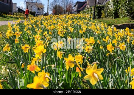 Sythen, NRW, Deutschland. April 2020. Eine alleinstehende Frau spaziert bei Sonnenschein auf einem schönen Daffodilenfeld. Während der Coronavirus-Krise hat die Bundesregierung Einschränkungen gesetzt, die Nichtausflüge außerhalb des Einkaufs und des Essentials einschränken, aber Freiluftübungen erlaubt, solange die Entfernung zu anderen aufrechterhalten wird. Bisher scheint die Nation diesen Einschränkungen gut geblieben zu sein, und das Land hat heute seinen dritten direkten Rückgang bei täglichen Neuinfektionen gemeldet, wobei die Todesrate immer noch niedrig ist. Kredit: Imageplotter/Alamy Live News Stockfoto