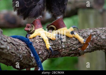 Die gelben Krallen oder Talonen eines in Rehabilitation oder Gefangenschaft gefesselten Weißkopfadlers Stockfoto