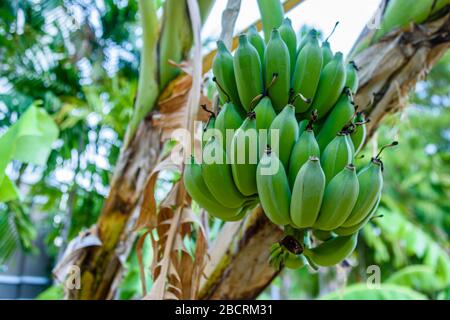 Haufen unreifer, nicht reifer grüner Bananen, die auf einem Bananenbaum in Thailand wachsen Stockfoto