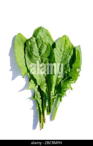 Löwenblatt isoliert auf weißem Grund Stockfoto