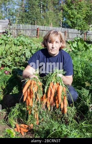 Frau im mittleren Alter zieht frische rote Karotten auf einen Gemüsegarten im Hinterhof, Herbsternte Stockfoto