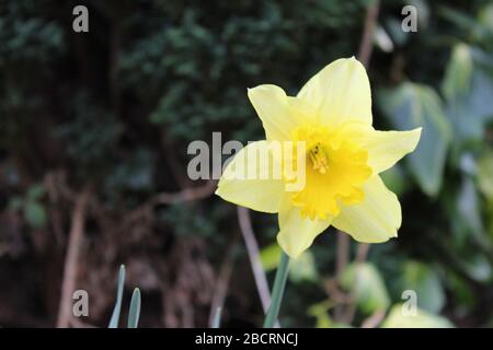 Nahaufnahme einer gelben Narzisse (Narcissus) Stockfoto