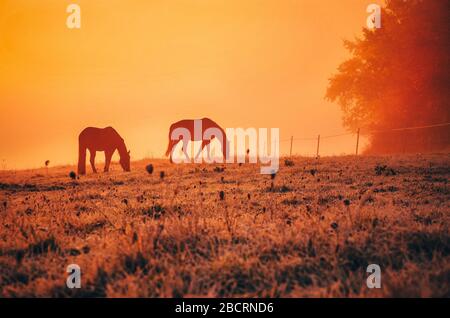 Zwei Pferde auf wunderbarer Herbstwiese bei ruhigem Morgenaufgang in der Nähe von farbenfrohem Wald im november Stockfoto