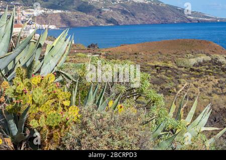 Tropischer Kakteengarten und schwarzer Strand in Los Cancajos. La Palma, Kanarische Insel, Spanien. Stockfoto