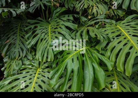 Haufen Von Blättergeheuern mit Palmblättern. Stockfoto