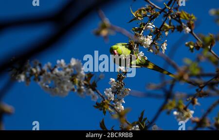 London, Großbritannien. April 2020. Grüne Ringe-Nektakel (Rosenkinken) Parakeets ernähren sich von einem Kirschbaum in Blüte in einem Twickenham-Garten. Credit: Andrew Fosker/Alamy Live News Stockfoto