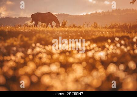 Allein Pferd auf der Wiese im letzten Licht des ruhigen bunten Frühlingsuntergangs Stockfoto