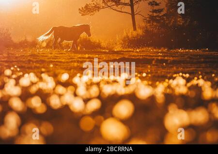 Pferd in farbenfroher orangefarbener Wiese, wunderschönes Frühlings-Sonnenuntergang-Licht Stockfoto