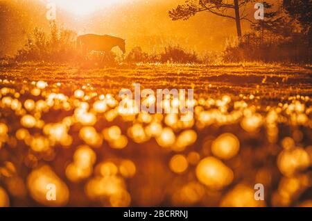 Pferd in farbenfroher orangefarbener Wiese, wunderschönes Frühlings-Sonnenuntergang-Licht Stockfoto