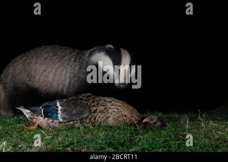 Ein Dachs, der eine tote Ente in der Nacht, Kildary, Ross-Shire, Schottland, auffindbar macht Stockfoto