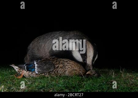 Ein Dachs, der eine tote Ente in der Nacht, Kildary, Ross-Shire, Schottland, auffindbar macht Stockfoto