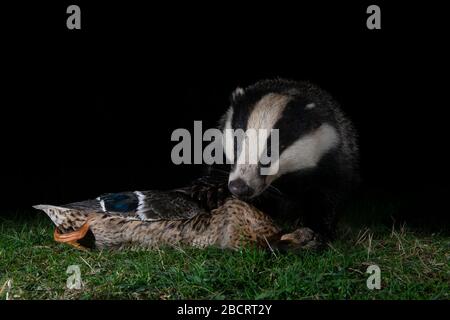 Ein Dachs, der eine tote Ente in der Nacht, Kildary, Ross-Shire, Schottland, auffindbar macht Stockfoto