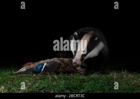 Ein Dachs, der eine tote Ente in der Nacht, Kildary, Ross-Shire, Schottland, auffindbar macht Stockfoto