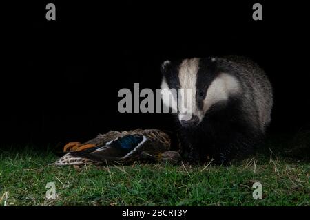 Ein Dachs, der eine tote Ente in der Nacht, Kildary, Ross-Shire, Schottland, auffindbar macht Stockfoto