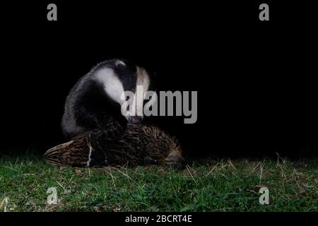 Ein Dachs, der eine tote Ente in der Nacht, Kildary, Ross-Shire, Schottland, auffindbar macht Stockfoto