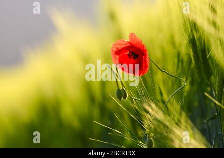 Allein rote Mohnblume im Frühlings-Weizenfeld während des ruhigen Morgens Stockfoto