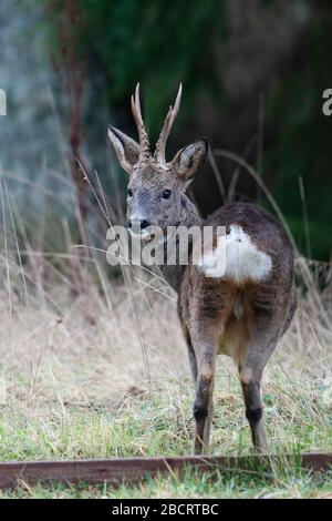 Ein männlicher Roe Deer (Capreolus capreolus), der sich in einem Garten, Kildary, Ross-Shire, Schottland, ernährt Stockfoto