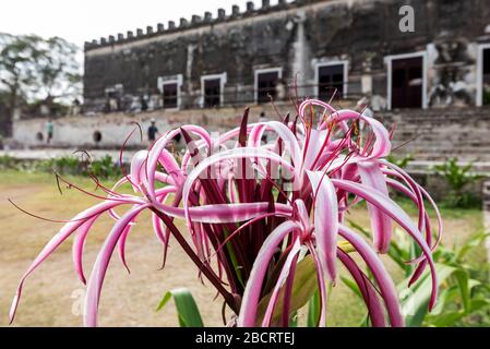 agave Fabrik der verlassenen Hacienda Yaxcopoil in der Nähe von Merida, Mexiko Stockfoto