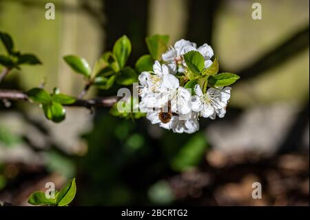 Dunkel umrandete Bienenfliege, Bombylius Major, Fütterung von Kirschblüten. Die Bienenfliegenlarve ernährt sich von bodenbewohnenden Bienen gruben und legt Eier in der Nähe des Nestentr Stockfoto