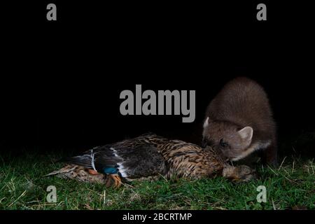 Eine Pine Marder, die eine tote Stockente bejahe, Kildary, Ross-Shire, Schottland Stockfoto