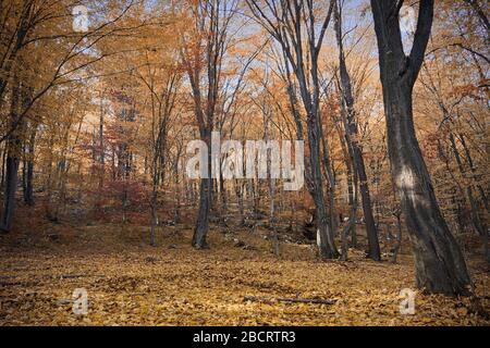 Herbstblick im Wald im Kreis Alba, Rumänien Stockfoto