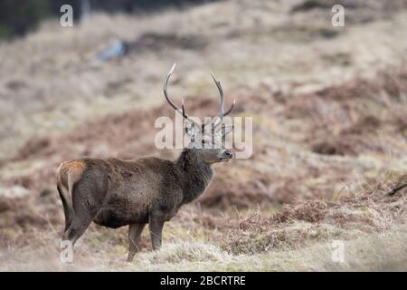 Red Deer auf Landgut, Ross-Shire, Schottland Stockfoto