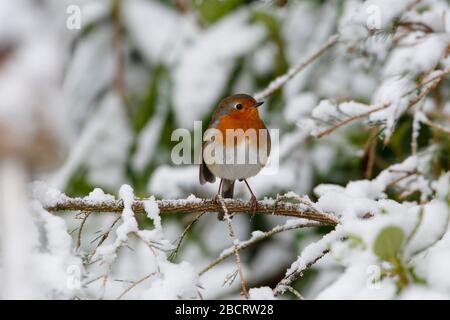 Ein Eurasischer Robin (Erithacus rubecula) auf der Suche nach Nahrung im Schnee in einem schottischen Garten. Stockfoto