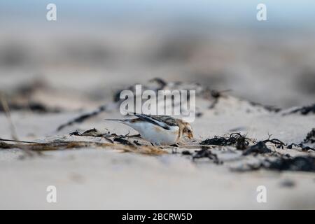 Eine Schneehammer (Plectrophenax nivalis), die sich an einem schottischen Strand ernährt, Coul Links, Ross-Shire, Schottland Stockfoto