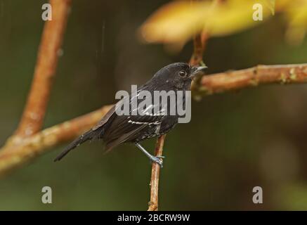 Variable Antshrike (Thamnophilus caerulescens melanochrous) Erwachsene Männer auf Ast in der Rain Owlet Lodge, Peru Februar Stockfoto