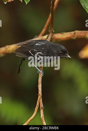 Variable Antshrike (Thamnophilus caerulescens melanochrous) Erwachsene Männer auf Ast in der Rain Owlet Lodge, Peru Februar Stockfoto