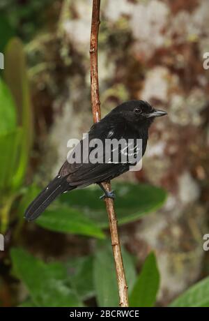 Variable Antshrike (Thamnophilus caerulescens melanochrous) Erwachsene Männer auf Ast in der Rain Owlet Lodge, Peru Februar Stockfoto