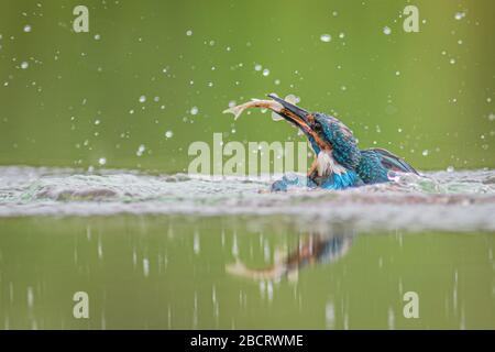 Wird auf Wasserstand genommen. Aus dem Wasser tritt ein männliches Königsfischer mit einem Minnow im Schnabel hervor Stockfoto