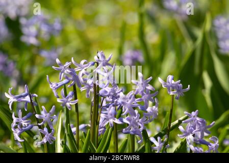 Frühlingsgarten mit violetten Hyazinthen Blüten. Stockfoto