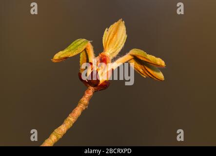 Knospe eines Konkerbaums oder einer Rosskastanie im Frühjahr Stockfoto