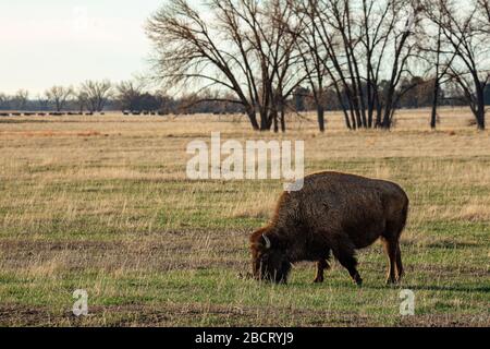 American Bison (Bison Bison) grasen Stockfoto