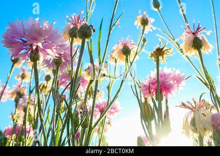 Pastellfarbene Kornblumen an einem hellen, sonnigen Tag Stockfoto