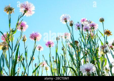 Pastellfarbene Kornblumen an einem hellen, sonnigen Tag Stockfoto