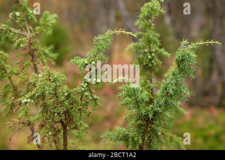 Grünen Wacholderbüschen mit Beeren im Norden Finnland Wald Stockfoto