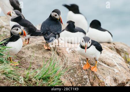 Eine Gruppe atlantischer Puffins, die auf den Klippen der Skomer Island in Pembrokeshire, Westwales, Großbritannien, stehen. Stockfoto