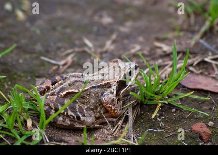 Großer grauer Frosch im grünen Gras in der wilden Natur Stockfoto