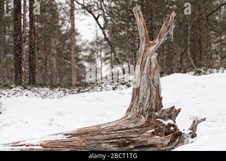 Große Treibholz-Baumschnäppe, die in einem weißen Schnee im Wald liegt Stockfoto