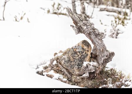 Große Treibholz-Baumschnäppe, die in einem weißen Schnee im Wald liegt Stockfoto