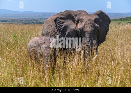 Afrikanischer Busch-Elefant (Loxodonta africana). Ein afrikanischer Elefant mit Kalb im Langgras, Masai Mara National Reserve, Kenia, Ostafrika Stockfoto