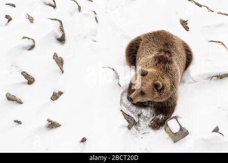 Braunbär legt im weißen Schnee dicht beieinander Ursus arctos Stockfoto