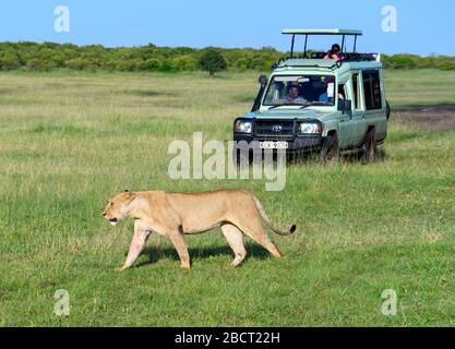 Lion (Panthera leo). Lioness Walking vor Touristen in einem Safari-Fahrzeug, Masai Mara National Reserve, Kenia, Afrika Stockfoto