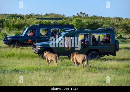 Lion (Panthera leo). Lion und Löwin, die vor Touristen in Safarifahrzeugen spazieren, Masai Mara National Reserve, Kenia, Afrika Stockfoto