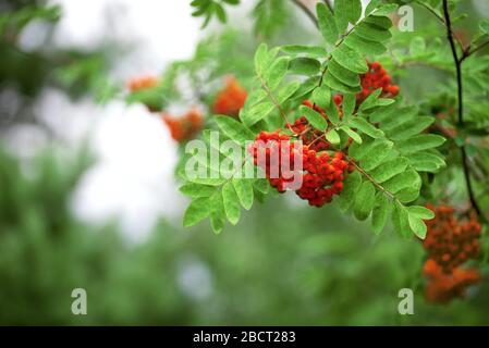 Leuchtend rote Beeren der Bergasche an einem bewölkten Herbsttag Stockfoto