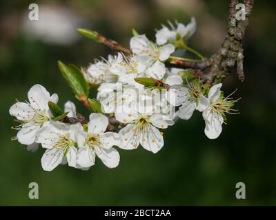 Nahaufnahme der Weißdornblüte Stockfoto