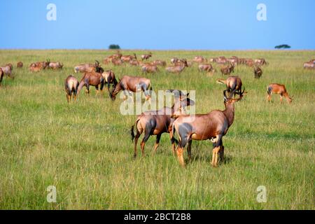 Topi (Damaliscus lunatus jimela). Herde von Topi in einer afrikanischen Landschaft, Masai Mara National Reserve, Kenia, Afrika Stockfoto